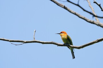 Orange-headed hawksbill, naturally living in Khao Yai National Park, Thailand.