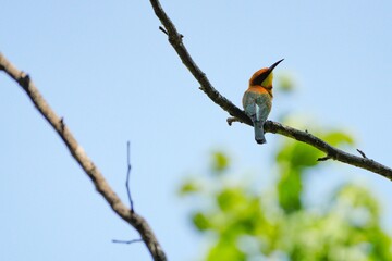 Orange-headed hawksbill, naturally living in Khao Yai National Park, Thailand.
