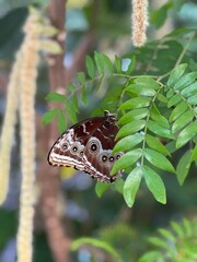 butterfly on leaf in macro