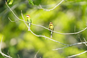 Orange-headed hawksbill, naturally living in Khao Yai National Park, Thailand.