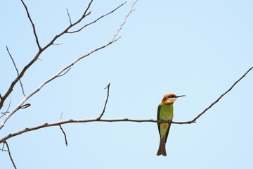 Orange-headed hawksbill, naturally living in Khao Yai National Park, Thailand.