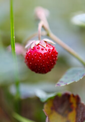 A red strawberry with a green stem
