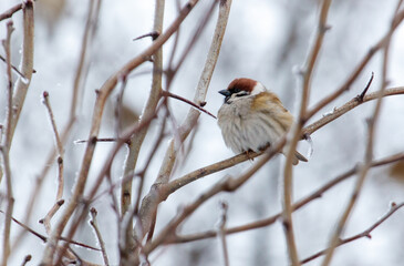 A small bird is perched on a branch in the snow