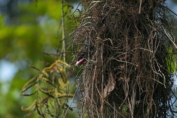 Broadbill, naturally living in Khao Yai National Park, Thailand.
