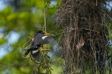 Broadbill, naturally living in Khao Yai National Park, Thailand.