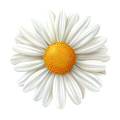 A Beautiful White Daisy with a Bright Yellow Center Displayed Against a Black Background, Capturing the Essence of Simplicity and Natural Elegance