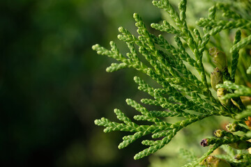 Western thuja, needles, leaves close-up macro