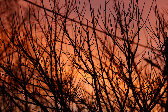 A tree with branches that are bare and brown
