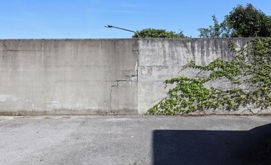 Grunge concrete wall half covered with ivy. at the roadside. Sky and streetlight on behind, road in...