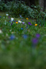 polanka z leśnych kwiatów, cebulica i krokusy, Siberian onion, crocuses	