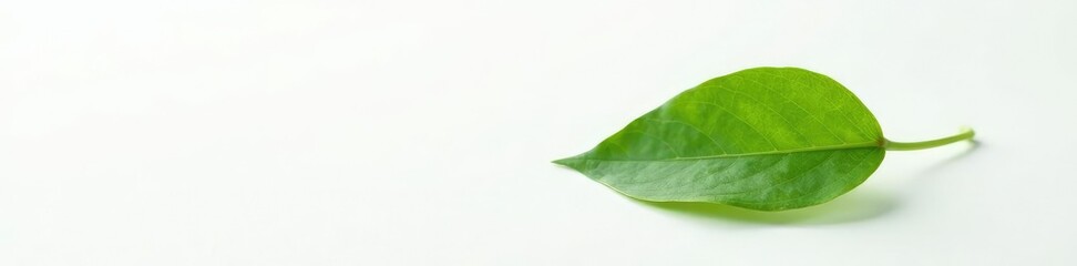 Obraz premium Single leaf isolated on a plain white surface, nature, white