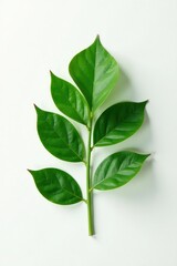 Fototapeta premium Single leaf isolated on white background with subtle texture, plant, foliage, leaves