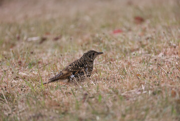 Scaly Thrush that are wary and stiff