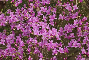 Fototapeten Azalee The red-purple flowers of azalea decorate the early spring forest  © 徹志 山賀