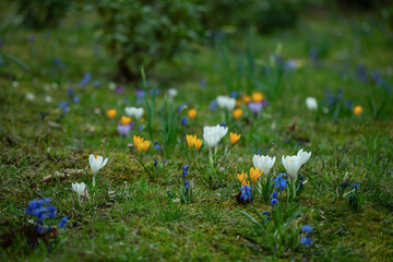 polanka z leśnych kwiatów, cebulica i krokusy, Siberian onion, crocuses	