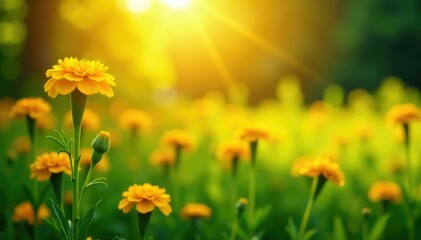 Fototapeta premium Sunlight filtering through bright yellow marigold flowers in a lush green field, flowers, field