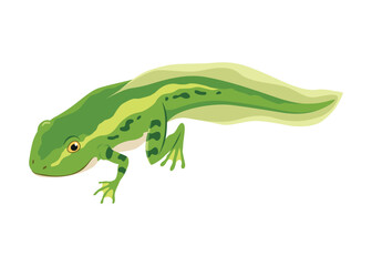 Frog life cycle stage. Wild water animal, development toads. Amphibian illustration. Hand drawn colorful diagram on white background