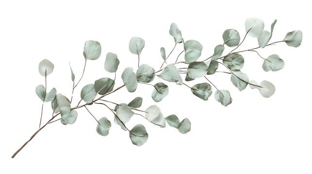 Isolated Spring Flowers and Botanical Elements &ndash; Realistic Floral Cutouts on White Background