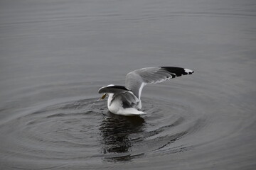 A common gull is landing in water in nature in sunny spring day.