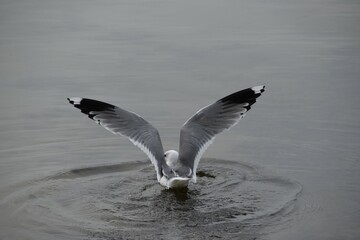 A common gull is landing in water in nature in sunny spring day.