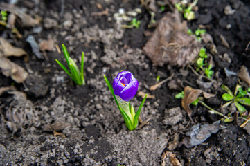 spring purple crocus flowers in the garden