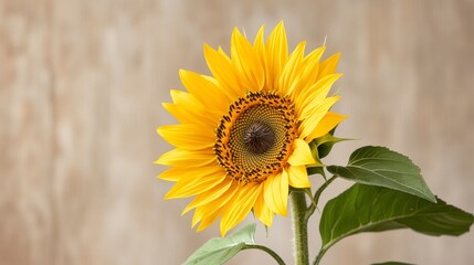 Fototapeta premium Vibrant Sunflower Golden Petals Summer Bloom Nature Photography