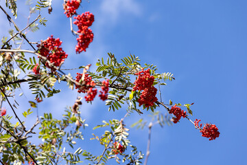 Close-up branches with red rowan berries
