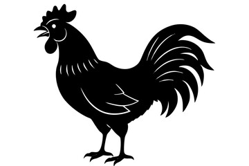 rooster isolated on white background