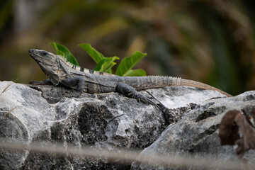 Iguana en las ruinas de Tulum en Rivera Maya, México, tomando el sol en una roca