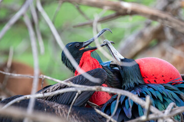 Fototapeta premium Two male frigatebirds (Fregata Magnificens) fighting. They are trying to destroy each others inflated gular sac and steal a prime perching position to attract a mate. Galápagos Islands. 