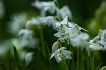 biała wiosenna rabata z białą cebulica syberyjska (Scilla siberica) © meegi