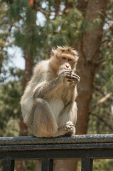 Monkey eating portrait