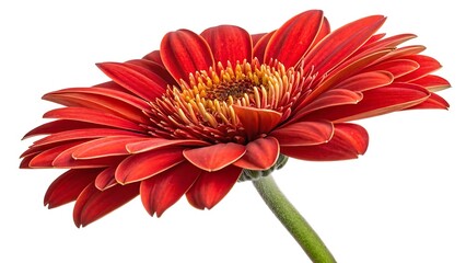 Beautiful Red Gerbera Daisy Flower on White Background for Floral Decor and Nature Photography