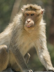 Monkey closeup