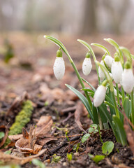 Snowdrop flowers. Closed white snowdrops with water droplets on them. Close-up photo.