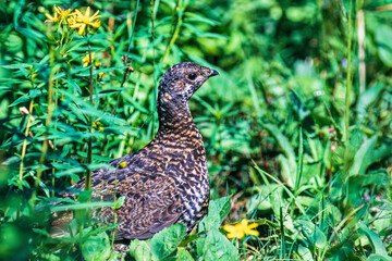 Obraz premium Female Ptarmigan in the green with blooming wildflowers
