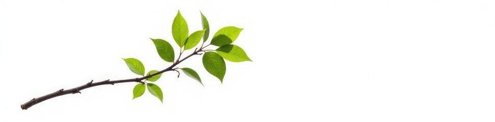 Single isolated tree branch on white background, nature, white background