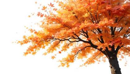 Maple tree with autumn colors, watercolor art, white background