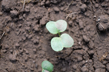 Small seedling leaves, the plant sprouted from the ground