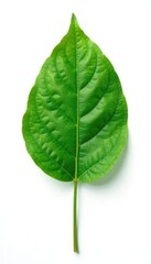 Obraz premium Single leaf isolated on white background with subtle texture and veins, plant detail, single stem