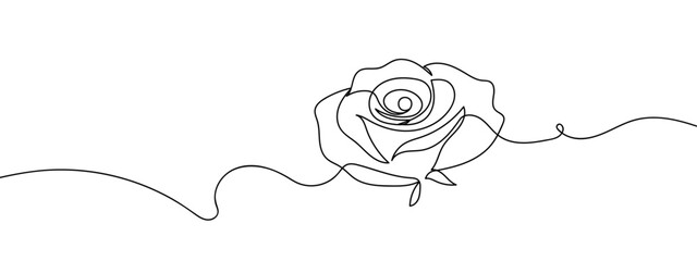 Continuous line, rose isolate line art vector illustration with transparent background editable stroke. © Proongnee