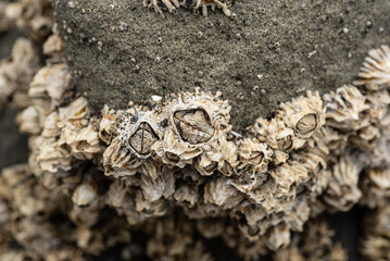 A group of plicate barnacles growing on a rock in the intertidal zone. Mahurangi Regional Park, Auckland, New Zealand. 
