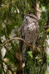 Tawny Frogmouth - Podargus strigoides, unique large nocturnal bird from Australian forests and woodlands.