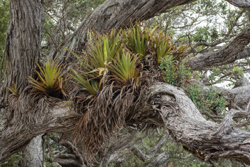 A large group of tank lilies, astelia hastata, (one flowering) growing on an old pōhutukawa tree. Mahurangi Regional Park, Auckland, New Zealand. Tank lilies are epiphytes native to New Zealand.