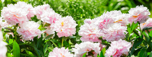 blooming peony flowers in a garden