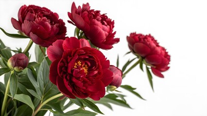 Fototapeta premium Deep Red Peonies with Lush Petals, Isolated on a White Background, symbolizing elegance and timeless beauty, High-Quality Luxury Flower Stock Image