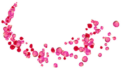 realistic red and pink rose petals trail isolated on transparent background,png romantic flower valentine love and marriage social media motion design element © Hasti