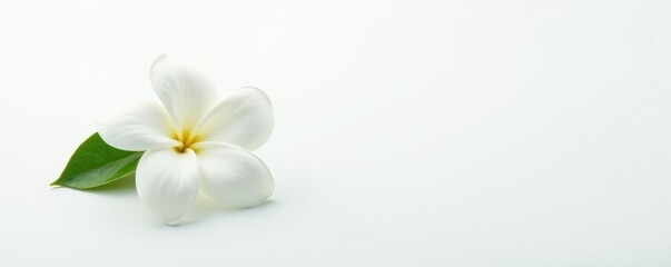 Fototapeta premium Single jasmine flower in isolation on a white background, blooms, fragrant, delicate