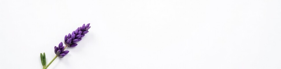 Single lavender flower on white background with buds, floral, closeup, blooms