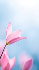 Fototapeta premium Delicate pink petals gently unfolding on a light blue morning dew background, spring, soft focus